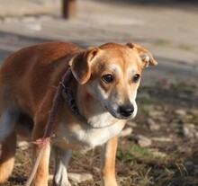 CSIBI, Hund, Mischlingshund in Ungarn - Bild 4
