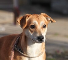 CSIBI, Hund, Mischlingshund in Ungarn - Bild 6