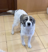 EYWA, Hund, Mischlingshund in Rumänien - Bild 1