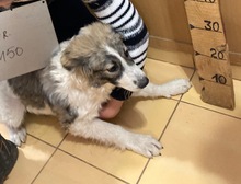 EYWA, Hund, Mischlingshund in Rumänien - Bild 4