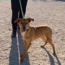 TERRI, Hund, Podenco-Mix in Spanien - Bild 12