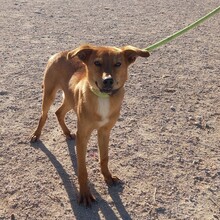 TERRI, Hund, Podenco-Mix in Spanien - Bild 14