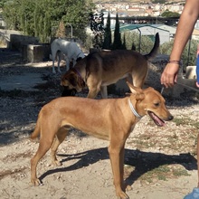TERRI, Hund, Podenco-Mix in Spanien - Bild 3