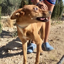TERRI, Hund, Podenco-Mix in Spanien - Bild 4
