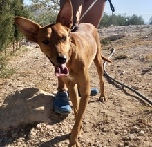 TERRI, Hund, Podenco-Mix in Spanien - Bild 5