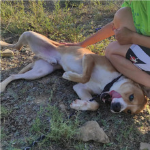 JERRY, Hund, Mischlingshund in Spanien - Bild 4