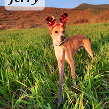 JERRY, Hund, Mischlingshund in Spanien - Bild 5