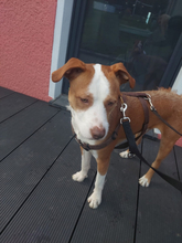 GINO, Hund, Mischlingshund in Bad Oeynhausen - Bild 3