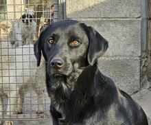 CALIMERO, Hund, Mischlingshund in Italien - Bild 1