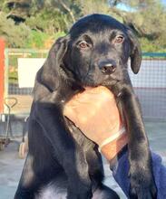 CALIMERO, Hund, Mischlingshund in Italien - Bild 16