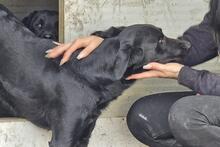 CALIMERO, Hund, Mischlingshund in Italien - Bild 7