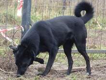 BERTUSIA, Hund, Mischlingshund in Polen - Bild 1