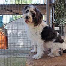 FEE, Hund, Mischlingshund in Rumänien - Bild 1