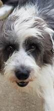 FEE, Hund, Mischlingshund in Rumänien - Bild 11