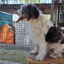 FEE, Hund, Mischlingshund in Rumänien - Bild 2