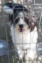 FEE, Hund, Mischlingshund in Rumänien - Bild 3