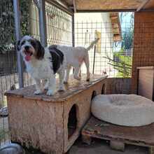 FEE, Hund, Mischlingshund in Rumänien - Bild 4