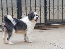 FEE, Hund, Mischlingshund in Rumänien - Bild 9