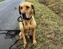 SALVATO, Hund, Mischlingshund in Baar - Bild 17