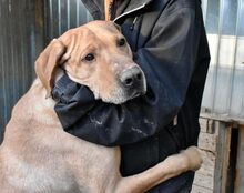 SALVATO, Hund, Mischlingshund in Baar - Bild 3