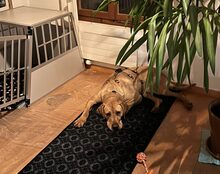 SALVATO, Hund, Mischlingshund in Baar - Bild 5