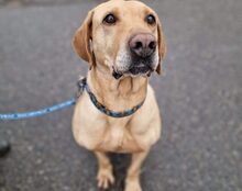 SALVATO, Hund, Mischlingshund in Grünberg - Bild 7