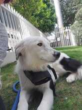 CALEB, Hund, Mischlingshund in Griechenland - Bild 1