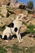 CALEB, Hund, Mischlingshund in Griechenland - Bild 10