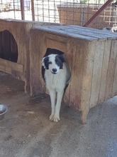 GRACE, Hund, Mischlingshund in Rumänien - Bild 1