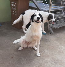 GRACE, Hund, Mischlingshund in Rumänien - Bild 3