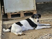 MUSETTA, Hund, Mischlingshund in Italien - Bild 16
