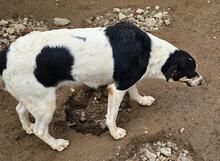 MUSETTA, Hund, Mischlingshund in Italien - Bild 21