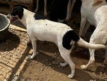 MUSETTA, Hund, Mischlingshund in Italien - Bild 7