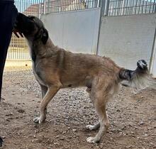 MONROE, Hund, Mischlingshund in Italien - Bild 10