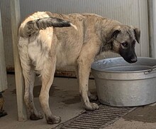 MONROE, Hund, Mischlingshund in Italien - Bild 15