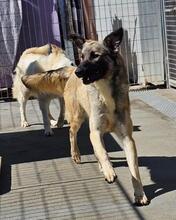 MONROE, Hund, Mischlingshund in Italien - Bild 2