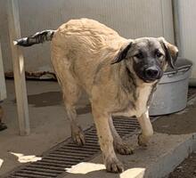 MONROE, Hund, Mischlingshund in Italien - Bild 20