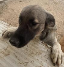 MONROE, Hund, Mischlingshund in Italien - Bild 30