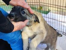 MONROE, Hund, Mischlingshund in Italien - Bild 31