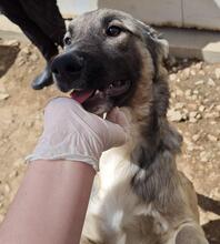 MONROE, Hund, Mischlingshund in Italien - Bild 32