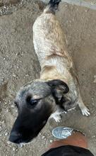 MONROE, Hund, Mischlingshund in Italien - Bild 33