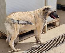 MONROE, Hund, Mischlingshund in Italien - Bild 35