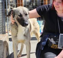 MONROE, Hund, Mischlingshund in Italien - Bild 43