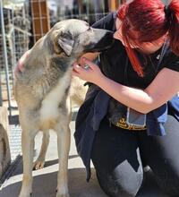 MONROE, Hund, Mischlingshund in Italien - Bild 44