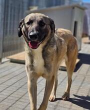 MONROE, Hund, Mischlingshund in Italien - Bild 47