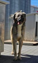 MONROE, Hund, Mischlingshund in Italien - Bild 48