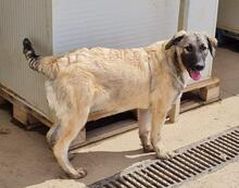 MONROE, Hund, Mischlingshund in Italien - Bild 6