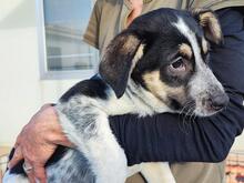MIG, Hund, Mischlingshund in Italien - Bild 10