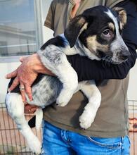 MIG, Hund, Mischlingshund in Italien - Bild 12