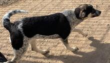 MIG, Hund, Mischlingshund in Italien - Bild 15